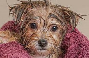 Dogs face after wash and shampoo